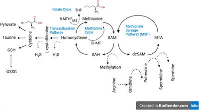 Amino acid restriction, aging, and longevity: an update